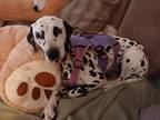 Adopt Stevie Nicks a White - with Black Dalmatian / Mixed dog in San Diego