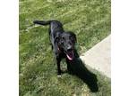 Adopt Shadow a Labrador Retriever / Blue Heeler / Mixed dog in Sioux City