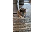 Adopt Alaska a Brown or Chocolate American Shorthair / Mixed (short coat) cat in