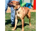 Adopt Robbie D a Red/Golden/Orange/Chestnut Labrador Retriever / Mixed dog in