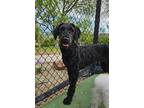 Adopt POO a Black Poodle (Standard) / Mixed dog in Agoura Hills, CA (41525722)