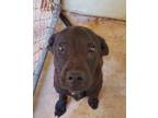 Adopt Tike a Black Labrador Retriever / German Shepherd Dog / Mixed dog in
