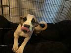 Adopt Logan a Brown/Chocolate - with Tan Boxer / Mixed dog in Mebane