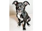 Adopt Rocky a Black - with White Pit Bull Terrier / Mixed dog in Scottsdale