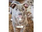 Adopt Poppy a Gray/Blue/Silver/Salt & Pepper Pit Bull Terrier / Staffordshire