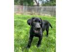 Adopt Bruno a Black Labrador Retriever / Mixed dog in Paola, KS (41525614)