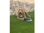 Adopt Adonis a Brown/Chocolate - with White American Pit Bull Terrier / American
