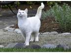 Adopt Rupert a Cream or Ivory (Mostly) Siamese / Mixed (medium coat) cat in