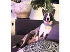 Adopt Dolly a Gray/Silver/Salt & Pepper - with White Siberian Husky / Shepherd