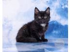 Adopt Eli a Black (Mostly) Domestic Mediumhair (medium coat) cat in Glastonbury