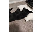 Adopt Nitro a Black - with White Mixed Breed (Medium) / Mixed Breed (Medium) dog