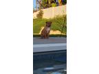 Adopt Donut a Tan/Yellow/Fawn - with White American Pit Bull Terrier / Mixed dog