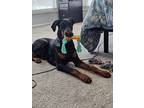Adopt Fred a Black - with Brown, Red, Golden, Orange or Chestnut Doberman