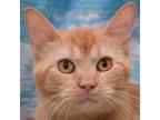 Adopt Hashbrown a Orange or Red Tabby Domestic Shorthair / Mixed (short coat)