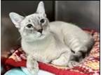 Adopt Bob a Spotted Tabby/Leopard Spotted Bengal (short coat) cat in Ardsley