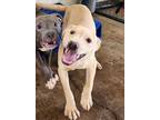 Adopt Leo a Tan/Yellow/Fawn Labrador Retriever / Staffordshire Bull Terrier /