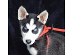 Adopt Mowgli/PENDING a Black - with White Husky / Mixed Breed (Medium) / Mixed