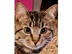 Adopt Sparky1 a Tiger Striped Domestic Shorthair (short coat) cat in Andover