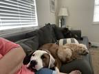 Adopt Bruce a Brown/Chocolate - with White Mutt / Mixed dog in Orange Park