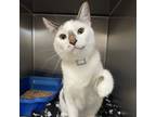 Adopt Kronk a White Domestic Shorthair / Mixed Breed (Medium) / Mixed (short