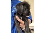 Adopt Mr. Monopoly a Black Shepherd (Unknown Type) / Mixed Breed (Medium) /