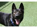 Adopt Timber a Black Mixed Breed (Small) / Mixed Breed (Medium) / Mixed (short