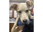 Adopt Lady Jag* a Tan/Yellow/Fawn Golden Retriever / Mixed Breed (Medium) /