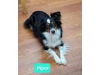 Adopt Piper a Australian Shepherd / Mixed dog in Richmond, IN (41522674)