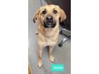 Adopt Hollie a Shepherd (Unknown Type) / Mastiff / Mixed dog in Richmond