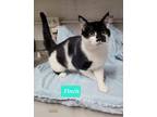 Adopt Finch a Domestic Shorthair / Mixed (short coat) cat in Richmond