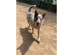 Adopt Ringo a Merle Australian Cattle Dog / Mixed dog in Westwood, NJ (41525362)