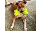 Adopt Sissy a Staffordshire Bull Terrier / Mixed dog in Westwood, NJ (41525361)