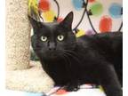 Adopt BearBear (Ant-Man) a All Black Domestic Shorthair / Mixed Breed (Medium) /