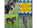 Adopt 2024-05-195 *Titan* a American Pit Bull Terrier / Mixed dog in Winder