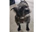 Adopt Sonny a Gray/Blue/Silver/Salt & Pepper Cairn Terrier / Mixed dog in