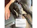 Adopt Ace (Foster or Adopter Needed!) a Black - with White Pit Bull Terrier /