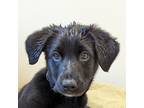 Adopt Buddah a Australian Shepherd dog in Yankton, SD (41525345)