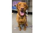 Adopt Hazel a Labrador Retriever / Mixed dog in Keswick, ON (41523837)