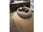 Adopt Creek a Brown/Chocolate - with White Labrador Retriever / Australian