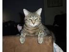 Adopt Lilo a Black (Mostly) Tabby / Mixed (short coat) cat in Redding