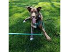 Adopt Loki a Brown/Chocolate - with White Labrador Retriever / Husky / Mixed dog