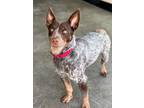 Adopt Toby a Tricolor (Tan/Brown & Black & White) Australian Cattle Dog / Mixed