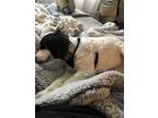 Adopt Guillermo a White - with Black Cocker Spaniel / Mixed dog in Los Angeles