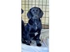 Adopt Jitterbug a Black - with White Labrador Retriever / Hound (Unknown Type) /