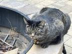 Adopt Angus a Gray or Blue Tabby / Mixed (medium coat) cat in Cumming