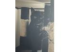 Adopt Midnight a All Black Domestic Shorthair / Mixed (medium coat) cat in