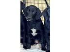 Adopt Zebco a Black - with White Labrador Retriever / Hound (Unknown Type) /