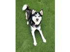 Adopt Fang a Siberian Husky / Mixed dog in Oceanside, CA (41524944)