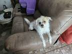 Adopt Acorn a Brindle - with White Jack Russell Terrier / Mixed dog in Biloxi