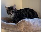 Adopt Skates a Gray, Blue or Silver Tabby Domestic Shorthair (short coat) cat in